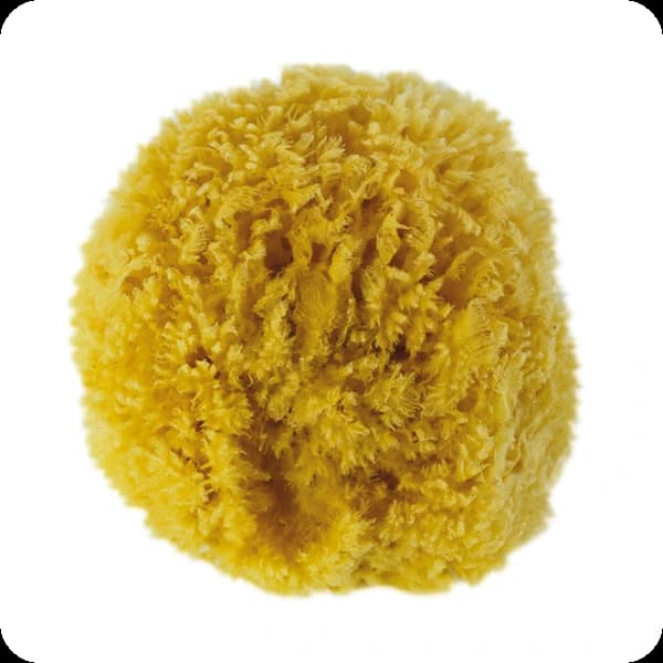 wd naturschwamm ca.10